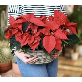 Рождество в корзине