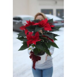 Рождественская королева 