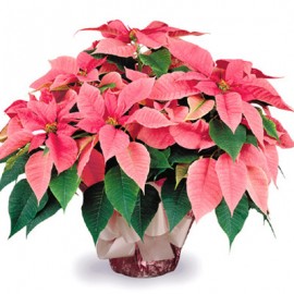 Большая розовая пуансетия в кашпо