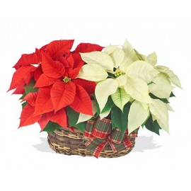 Поздравление для двоих