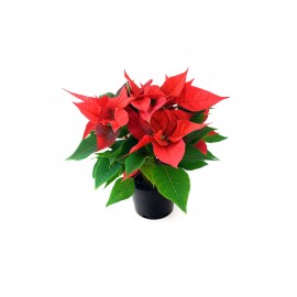 Пуансетия средняя