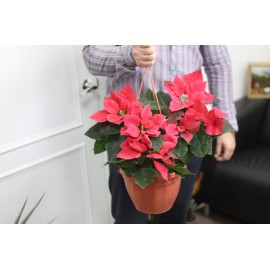 Жирная Пуансеттия 