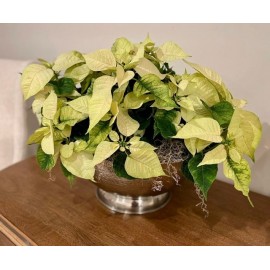 Кашпо с белыми пуансетиями