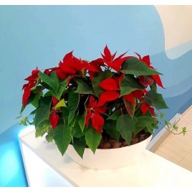 Рождественские звёздочки 