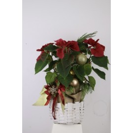 Пуансеттия в корзине