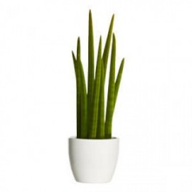 Сансевиерия цилиндрика в белом кашпо