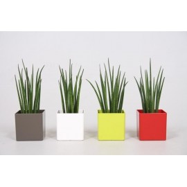 Сансевиерия в квадратном кашпо