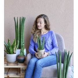 Любителю Сансивьерий