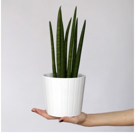 Сансевьерия для тебя!