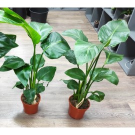 Стрелиция Николая 60 см