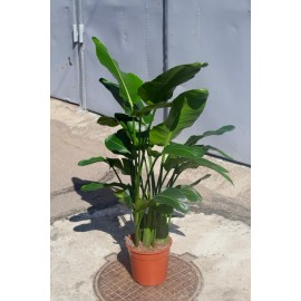 Стрелиция Николая высота 160 см.