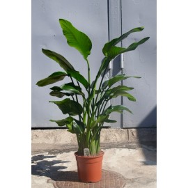 Стрелиция Николая высота 170 см.