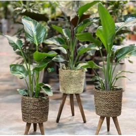 Стрелиция Николая в кашпо на ножках