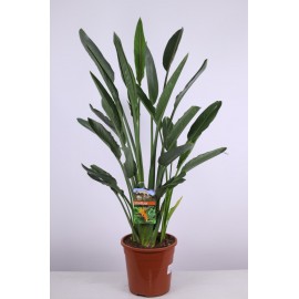 Стрелиция Регина высота 120-130 см.