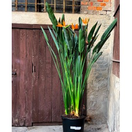 Стрелиция Регина 180 см.