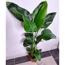 Пышная стрелиция 155 см.