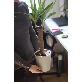 Юкка в кашпо