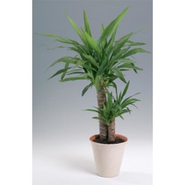 Юкка высота 70-80 см.