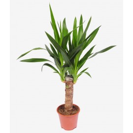 Юкка высота 60-70 см.