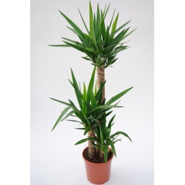 Юкка 3 ствола высота 130 см