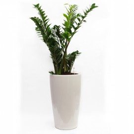 Замиакулькас в высоком кашпо