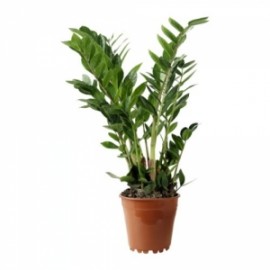 Замиакулькас высота 100 см.