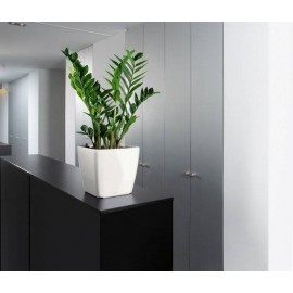 Композиция "Престиж"