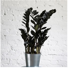 Замиакулькас в ведре