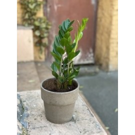 Маленький «Замик» в кашпо 