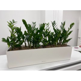 Длинное кашпо с замиакулькасами