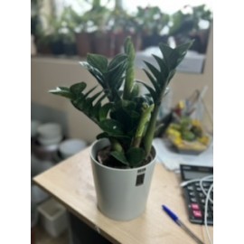 Зензи в керамике 