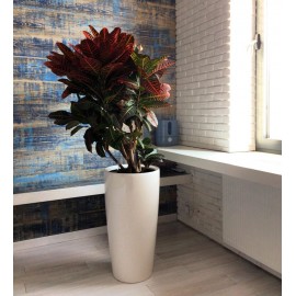 Кротон в кашпо с автополивом 