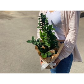 Зензи в подарок